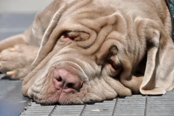 Ein schläfriger Mastino Napoletano mit tiefen Falten im Gesicht ruht sich aus.