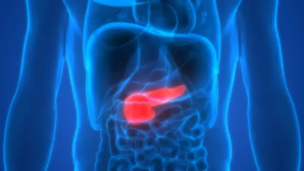Anatomia człowieka z podświetloną na czerwono trzustką. Obraz symbolizuje trudne rokowania w przypadku raka trzustki, podkreślając potrzebę badań i wczesnego wykrycia.