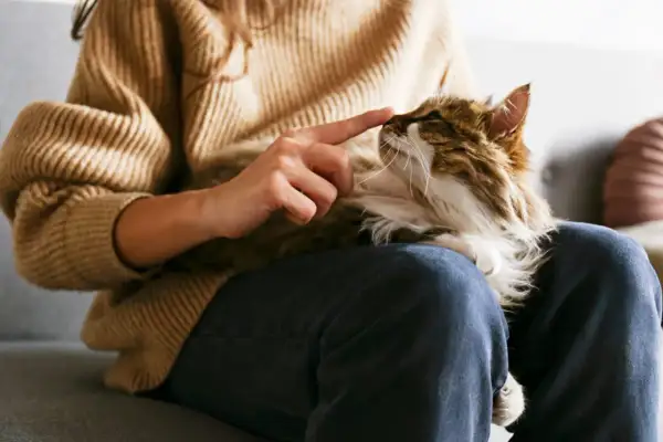 En person tröstar en katt som verkar ha problem med att kissa. Katten ligger i knät på personen, som försiktigt petar på dess nos.