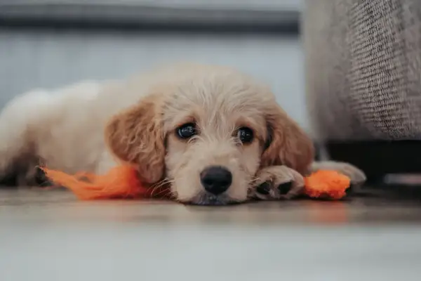 Un cachorro adorable con un juguete naranja, aprendiendo como acostumbrar a un perro a quedarse solo.