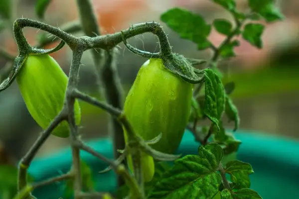 Pomodori in vaso, ancora verdi e succosi, pendono dai rami nodosi. Le gocce di pioggia brillano sulla loro superficie, promettendo un futuro sapore.