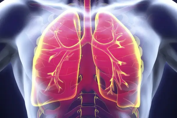 Visualisation des poumons humains, montrant les voies respiratoires. Une image pertinente pour discuter de l'infection pulmonaire et de son traitement.
