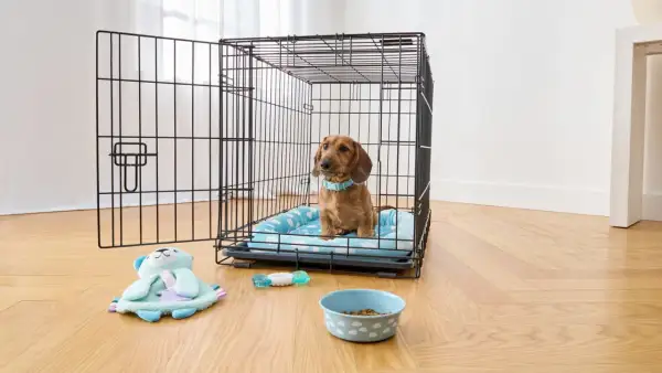 A dachshund sits in a crate, contemplating what size crate for my dog. Toys and a food bowl are nearby.