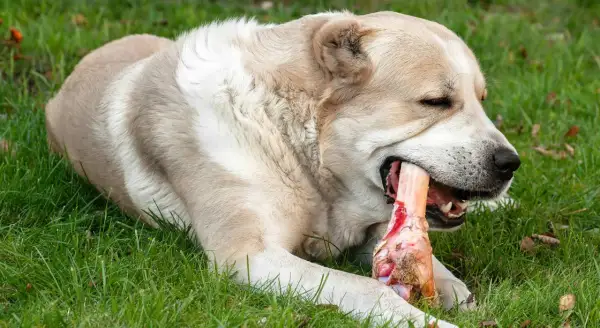 Ein großer Hund genießt genüsslich einen Knochen im Gras. Er kaut kräftig auf dem Knochen, der ihm sichtlich schmeckt.