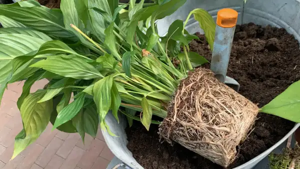 Ein Spathiphyllum mit dichtem Wurzelballen liegt bereit, um in frische Erde umgetopft zu werden. Eine kleine Schaufel liegt daneben.