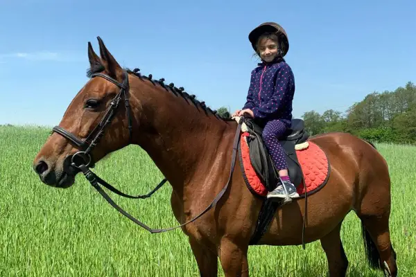 Mała dziewczynka w kasku siedzi na koniu w zielonym polu. To piękny dzień w stajni Cheval Mariampol.