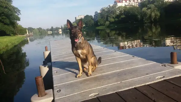 Pies siedzi na pomoście nad wodą, jego reaktywność widać w czujnym spojrzeniu.