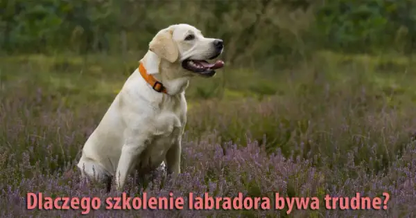 Jak wytresować labradora? Zbuduj więź i posłuszeństwo!