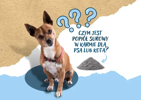 Zdezorientowany piesek patrzy na stertę popiołu surowego, zastanawiając się, czym jest w karmie dla zwierząt.