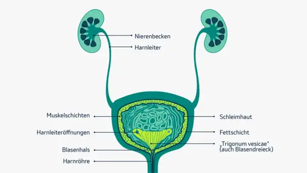 Anatomie der Harnwege mit Nieren, Harnleitern und Blase. Wichtige Informationen zur Lebenserwartung bei Blasenkrebs sind hier nicht abgebildet.