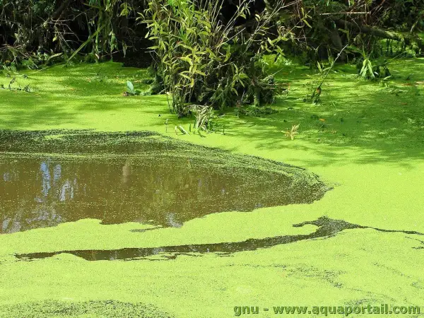 Un étang envahi par les lentilles d'eau, un défi pour **combattre les lentilles d'eau** et restaurer la clarté de l'eau.
