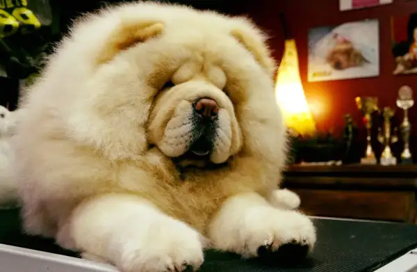 Un adorable chow chow de pelaje blanco y esponjoso descansa, con un fondo de trofeos y una lámpara cálida.