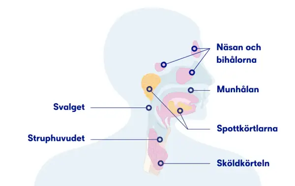 Illustration av huvud och hals med markerade områden som näsa, munhåla, spottkörtlar och struphuvud. Kan relateras till slem i lungorna sjukdom.