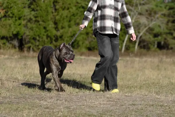 Mocny cane corso z człowiekiem na spacerze po łące. Pies ma ciemne pręgowane umaszczenie i wesoło wystawia język.