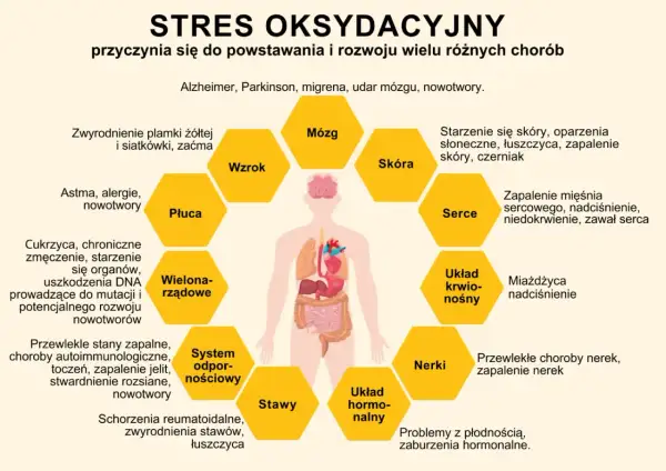Stres oksydacyjny wpływa na mózg, wzrok, skórę, serce, układ krwionośny, nerki, układ hormonalny, stawy, układ odpornościowy, płuca i wielonarządowo. Antyoksydanty pomagają chronić organizm.