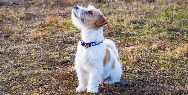 JRT: Tresura inteligentnego uparciucha? Mój sprawdzony plan!