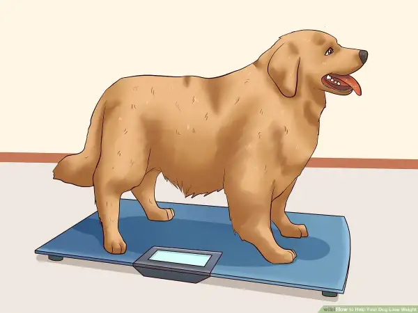 A golden retriever stands on a scale, a visual guide on how to help dog lose weight.