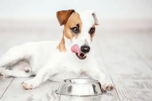 Jack Russell terrier oblizuje się przy pustej misce, zastanawiając się, czy lepsza będzie karma sucha czy mokra dla psa.