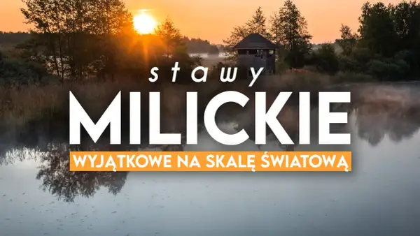 Mglisty poranek nad stawami milickimi. Idealne miejsce na odkrywanie tras rowerowych i podziwianie przyrody.