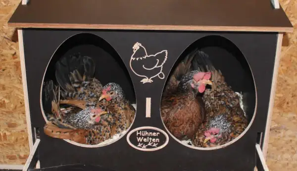 Zwei Hühner sitzen in ihren Nestern, bereit zum Entglucken. Ein Schild mit der Aufschrift "Hühner Welten" ziert die Brutbox.