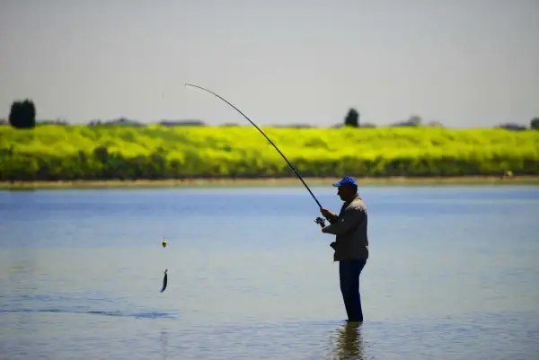 Pêcheur dans l'eau, tenant une canne à pêche avec un poisson suspendu, peut-être un perche royale, sur fond de champ de fleurs jaunes.