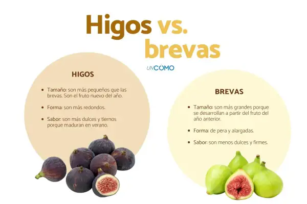Comparativa visual de la diferencia entre higos y brevas, mostrando sus características de tamaño, forma y sabor.
