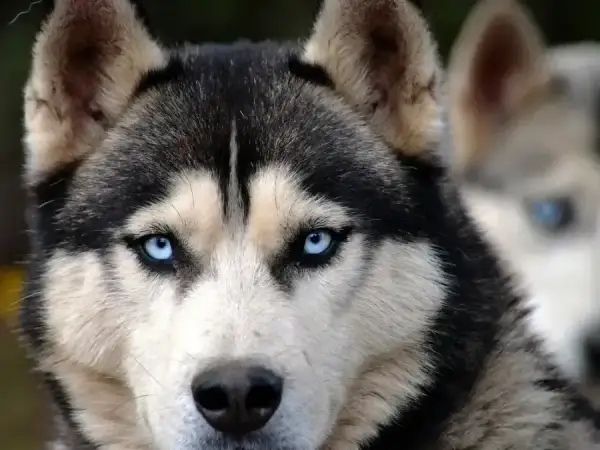 Ile kosztuje husky z rodowodem? Sprawdź, co wpływa na cenę