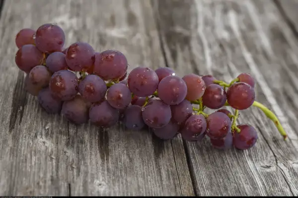 Pęk winogron odmiany Swenson Red, pokryty kroplami wody, leży na drewnianym blacie.