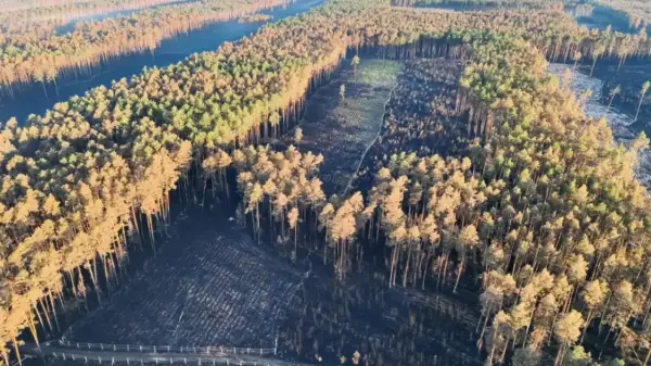 Widok z lotu ptaka na puszczę solską po pożarze. Czarne, spalone tereny przeplatają się z zielonymi i brązowymi drzewami.