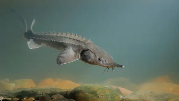 Un esturgeon, poisson emblématique de France, nage dans les eaux claires, son corps couvert d'écussons le protégeant.
