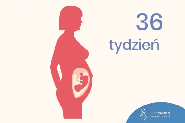 Ilustracja pokazuje sylwetkę kobiety w 36 tygodniu ciąży z widocznym dzieckiem w brzuchu.