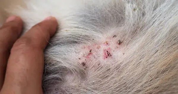 Cómo identificar y tratar cuando tu perro tiene pulgas efectivamente