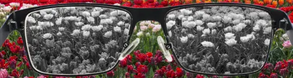Daltonizm: Kto choruje najczęściej? Przyczyny i dziedziczenie