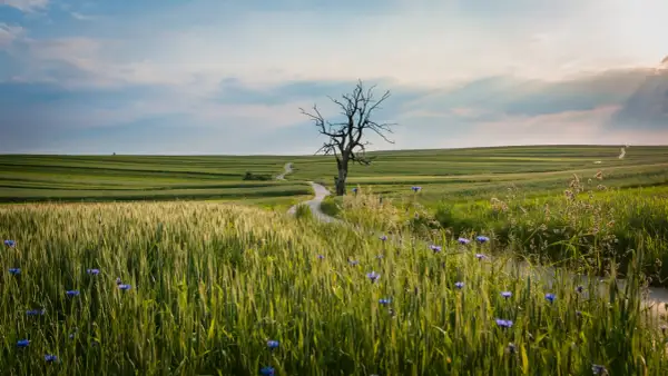 Samotne, uschnięte drzewo na tle falujących pól i błękitnego nieba. Jakby z filmu, gdzie grałaby muzyka James Newton Howard, a w tle rozbrzmiewałby tekst "The Hanging Tree".