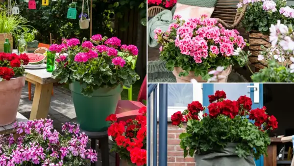 Pelargonia Calliope w donicach zdobi letni ogród i taras. Krwistoczerwone i różowe kwiaty tworzą barwne kompozycje.