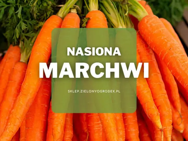 Pęczek świeżych, pomarańczowych marchwi z zielonymi naćmi. Na środku zielona nakładka z napisem "NASIONA MARCHIWI".