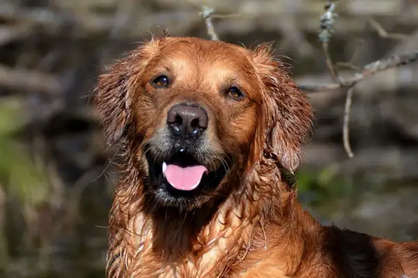 Glad golden retriever med blöt päls, redo för äventyr. Undrar du om man måste registrera hund?