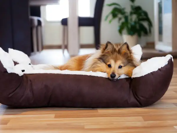 Ein Sheltie-Hund liegt in seinem Körbchen, aber der arme Hund kommt nicht zur Ruhe. Er schaut traurig in die Kamera.