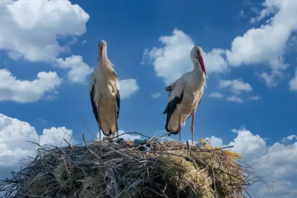 Dwa bociany stojące na gnieździe na tle błękitnego nieba z chmurami.