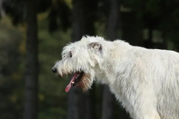 Perro blanco con pelaje largo y desaliñado, jadeando con la boca abierta. Podría ser un síntoma de tos cardiaca en perros.