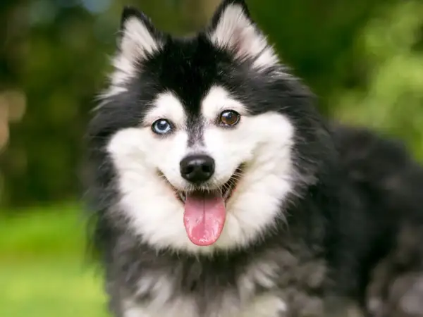 Un adorable alaskan klee kai con heterocromía, lengua afuera y pelaje negro y blanco, sonriendo en un jardín.