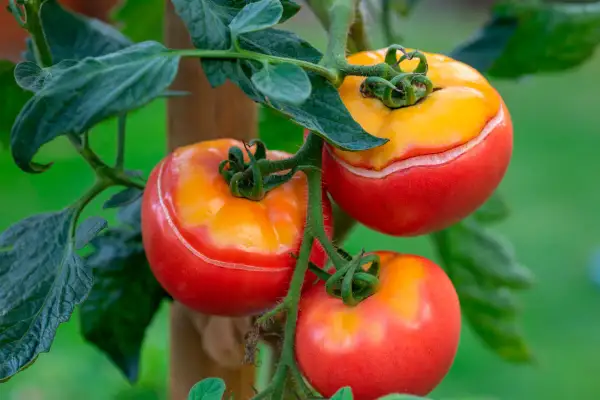 Tomaterna på plantan är mogna och röda med gula toppar. De behöver vattnas för att inte spricka.