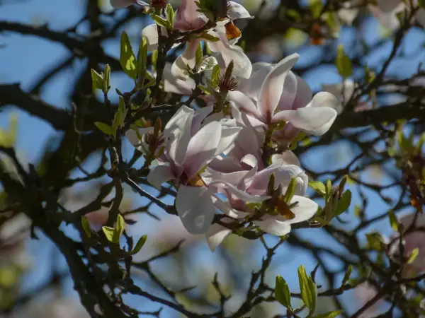 Delikatne kwiaty magnolii, których nie lubi zimno, rozkwitają na tle błękitnego nieba.