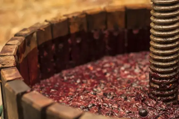Vino fatto in casa in lavorazione: uva pigiata in un torchio di legno, pronta per la fermentazione.