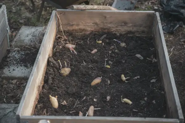 Potatis som börjat gro i en odlingslåda, redo att kupa potatis.