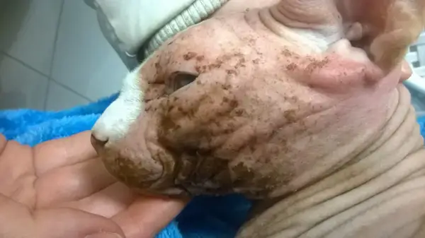 Głowa kota rasy Devon Rex z widocznymi zmianami skórnymi i brązowymi nalotami.