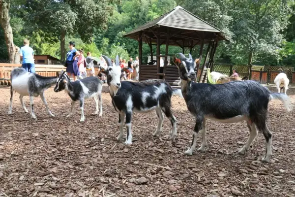 Koziołki i kozy w zoo oliwskim pozują do zdjęć. W tle widać ludzi i drewnianą altanę.