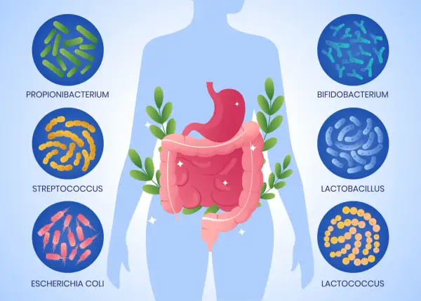 Illustrazione del corpo umano con dettagli su stomaco e intestino, circondato da diverse specie batteriche che compongono il microbiota intestinale.