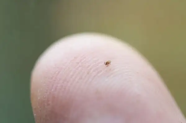 Mała nimfa kleszcza, ledwo widoczna, wędruje po linii papilarnej palca.