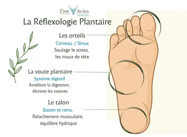 Découvrez comment soigner par les pieds grâce à la réflexologie. L'image montre un pied avec des zones indiquées pour les orteils, la voûte et le talon, associées à des bienfaits pour le corps.